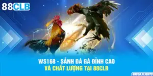 ws168-sanh-da-ga-dinh-cao-va-chat-luong-tai-88clb